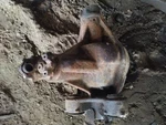 Ring Gear/pinion Front Axle 3.55 Ratio Fits 08-16 Ford F250sd Pickup. Fixed Price $550.37.