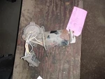 04 05 06 07 Ford Explorer Transfer Case Motor. Fixed Price $77.45.