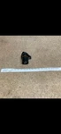 Volvo Abs Wheel Speed Sensor, Oem Genuine New 240 740 760 940 960 S90 #1398321. Fixed Price $170.00.